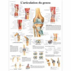PLANCHE ANATOMIQUE