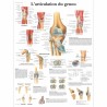 PLANCHE ANATOMIQUE