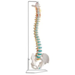 COLONNE VERTEBRALE FIXE