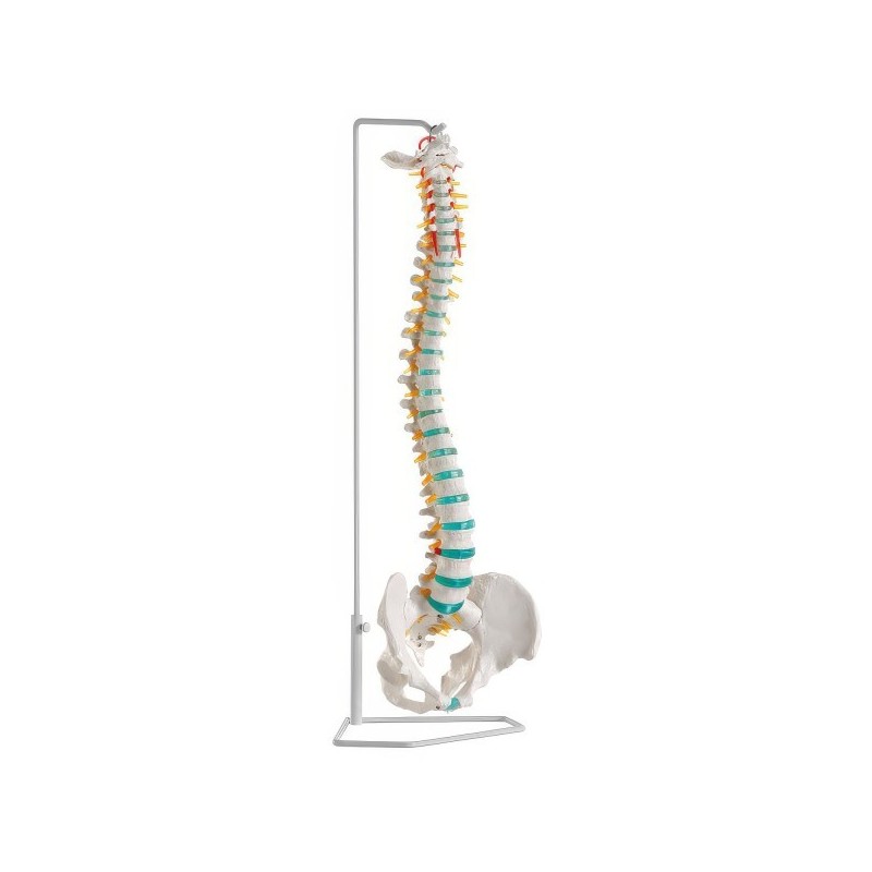 COLONNE VERTEBRALE FIXE COLONNE VERTEBRALE FIXE