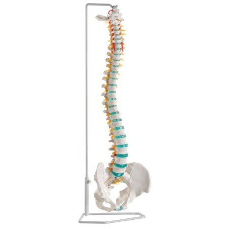 COLONNE VERTEBRALE FIXE