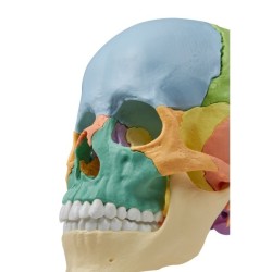 CRANE ARTICULE DIDACTIQUE COULEUR