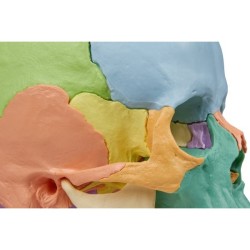 CRANE ARTICULE DIDACTIQUE COULEUR