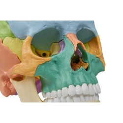 CRANE ARTICULE DIDACTIQUE COULEUR