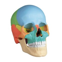 CRANE ARTICULE DIDACTIQUE COULEUR