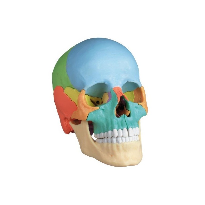 CRANE ARTICULE DIDACTIQUE COULEUR CRANE ARTICULE DIDACTIQUE COULEUR
