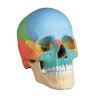 CRANE ARTICULE DIDACTIQUE COULEUR