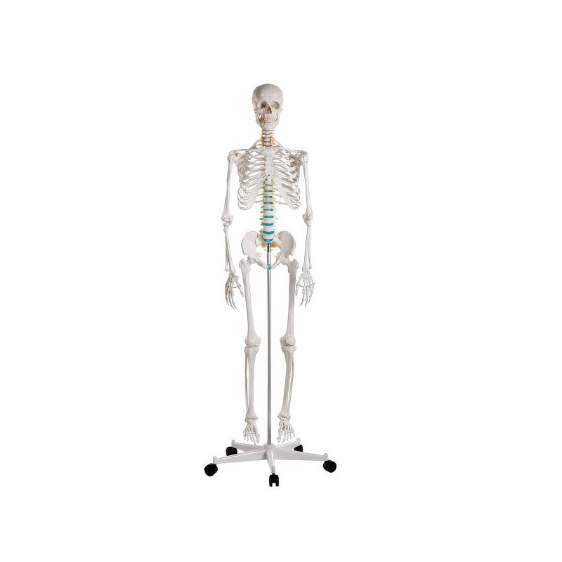 SQUELETTE STANDARD OSCAR SQUELETTE STANDARD OSCAR