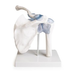ARTICULATION EPAULE