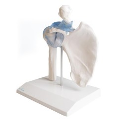 ARTICULATION EPAULE