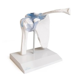 ARTICULATION EPAULE