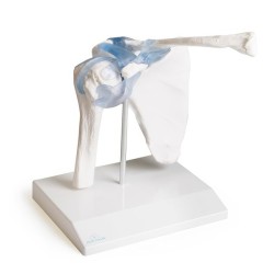 ARTICULATION EPAULE
