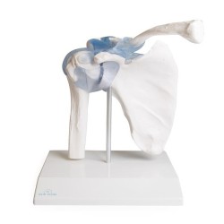 ARTICULATION EPAULE