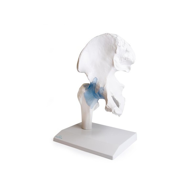 ARTICULATION HANCHE ARTICULATION HANCHE