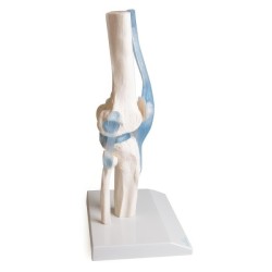 ARTICULATION GENOU