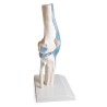 ARTICULATION GENOU
