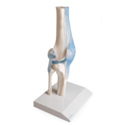 ARTICULATION GENOU