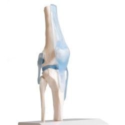 ARTICULATION GENOU