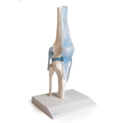 ARTICULATION GENOU