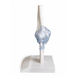 ARTICULATION COUDE
