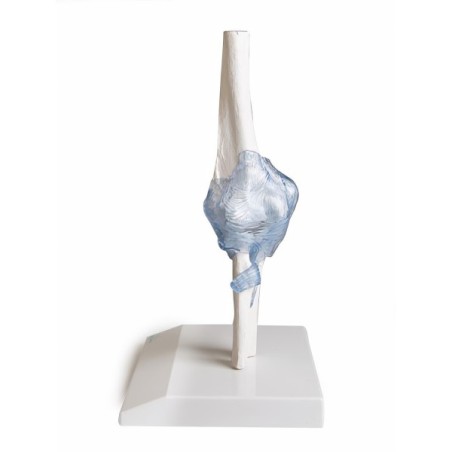 ARTICULATION COUDE