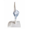 ARTICULATION COUDE