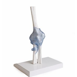 ARTICULATION COUDE
