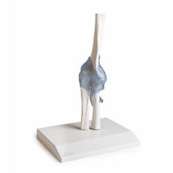 ARTICULATION COUDE