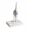 ARTICULATION COUDE