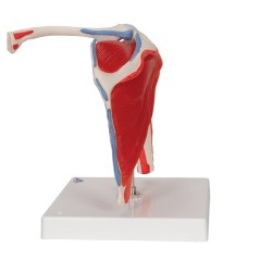 EPAULE AVEC COIFFE ROTATEURS