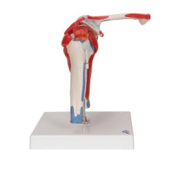 EPAULE AVEC COIFFE ROTATEURS