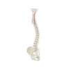 COLONNE VERTEBRALE FLEXIBLE