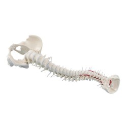 COLONNE VERTEBRALE FLEXIBLE