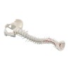 COLONNE VERTEBRALE FLEXIBLE