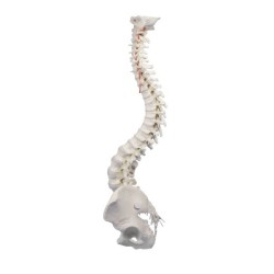 COLONNE VERTEBRALE FLEXIBLE