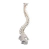 COLONNE VERTEBRALE FLEXIBLE