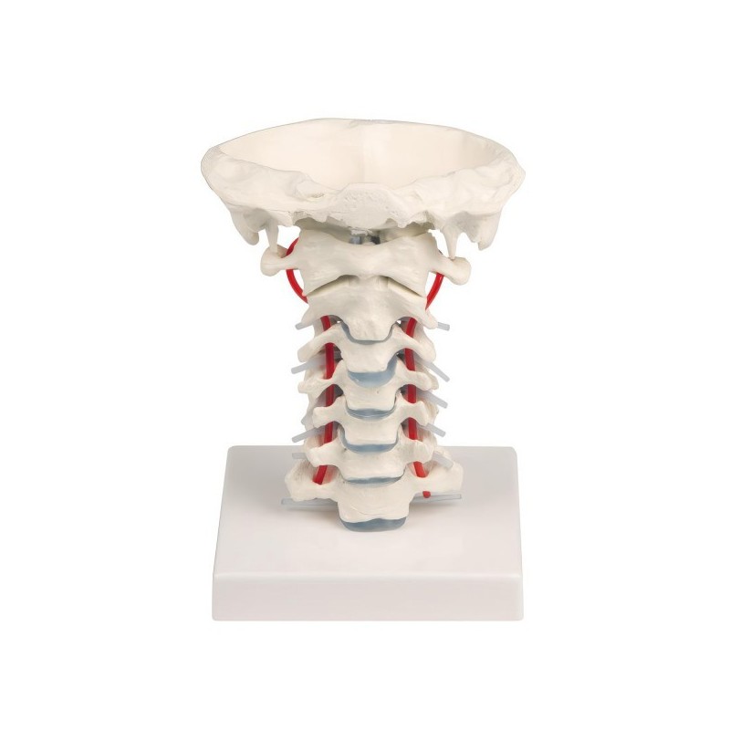 VERTEBRES CERVICALES VERTEBRES CERVICALES