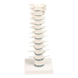 VERTEBRES DORSALES