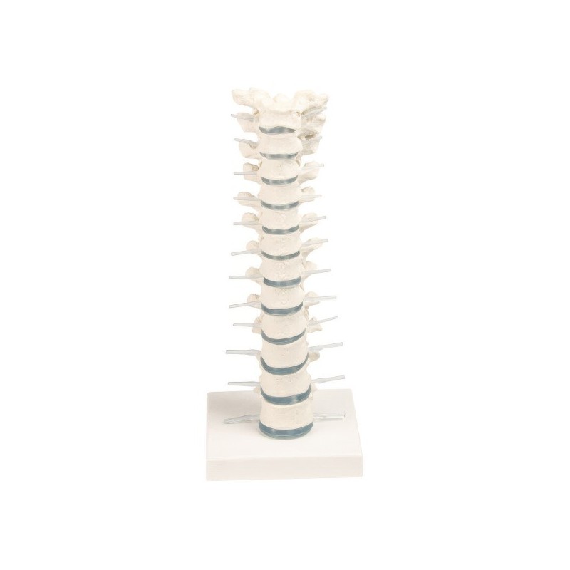 VERTEBRES DORSALES VERTEBRES DORSALES