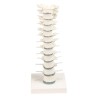 VERTEBRES DORSALES