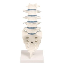 VERTEBRES LOMBAIRES