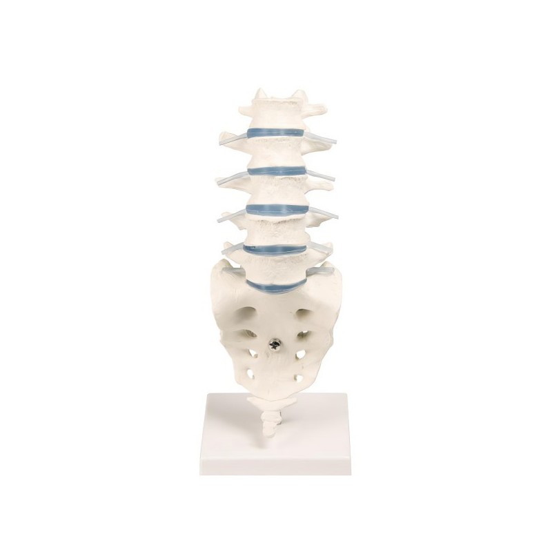 VERTEBRES LOMBAIRES VERTEBRES LOMBAIRES