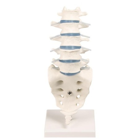 VERTEBRES LOMBAIRES