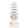 VERTEBRES LOMBAIRES