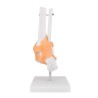 ARTICULATION PIED + LIGAMENTS