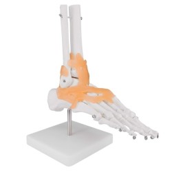 ARTICULATION PIED + LIGAMENTS