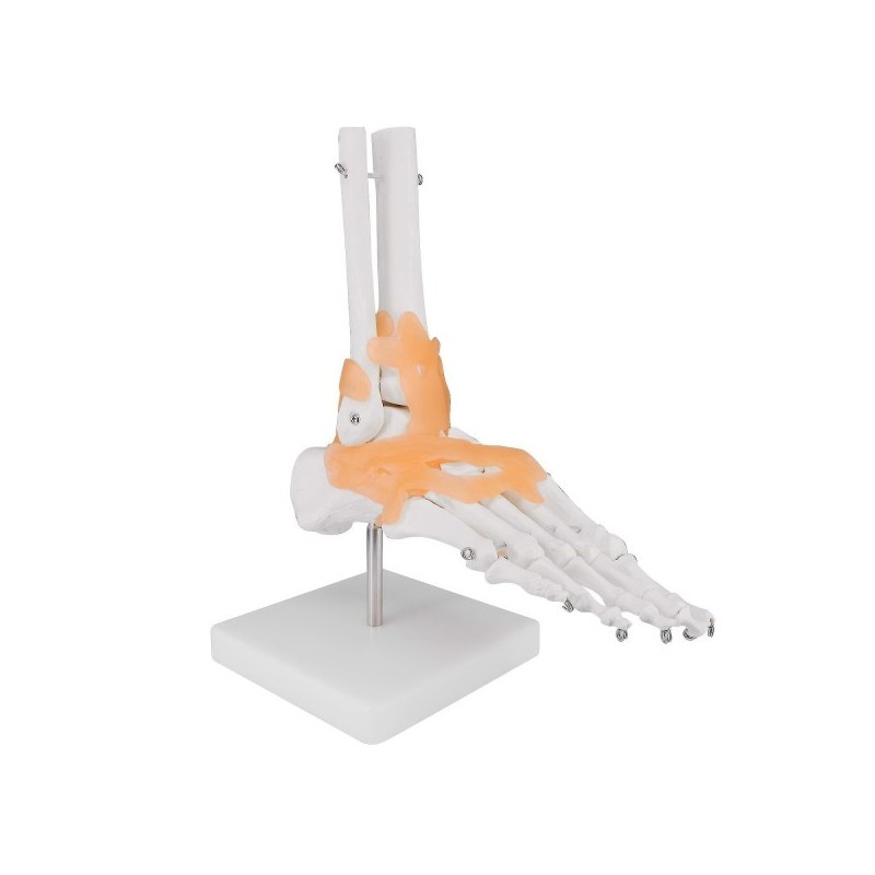 ARTICULATION PIED + LIGAMENTS ARTICULATION PIED + LIGAMENTS